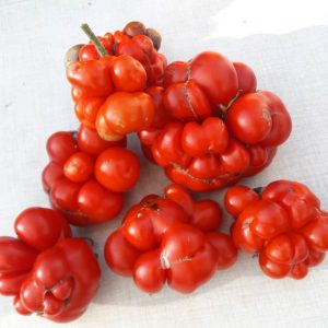 Paradižnik Reisetomate – gubasta, nenavadna sorta