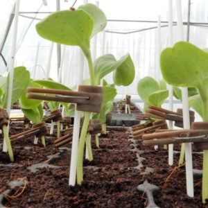 Podlaga UG 29 A F1 – močna hibridna podlaga za cepljenje bučnic