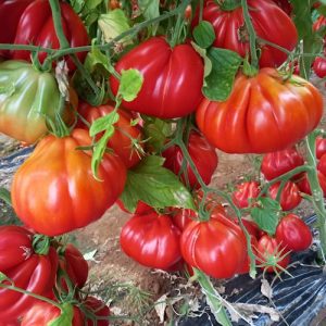 Paradižnik Toirano HY – hibridna sorta rdečega paradižnika