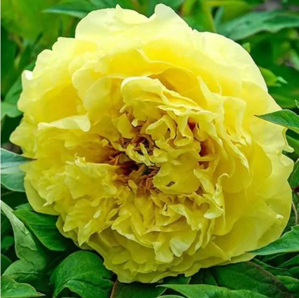 Lesnata Potonika - Rumena