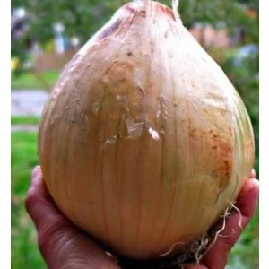 Zelo velika okrogla sladka čebula zlato bele barve