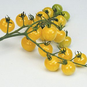 Paradižnik Snowberry – drobni kremno rumeni češnjevci